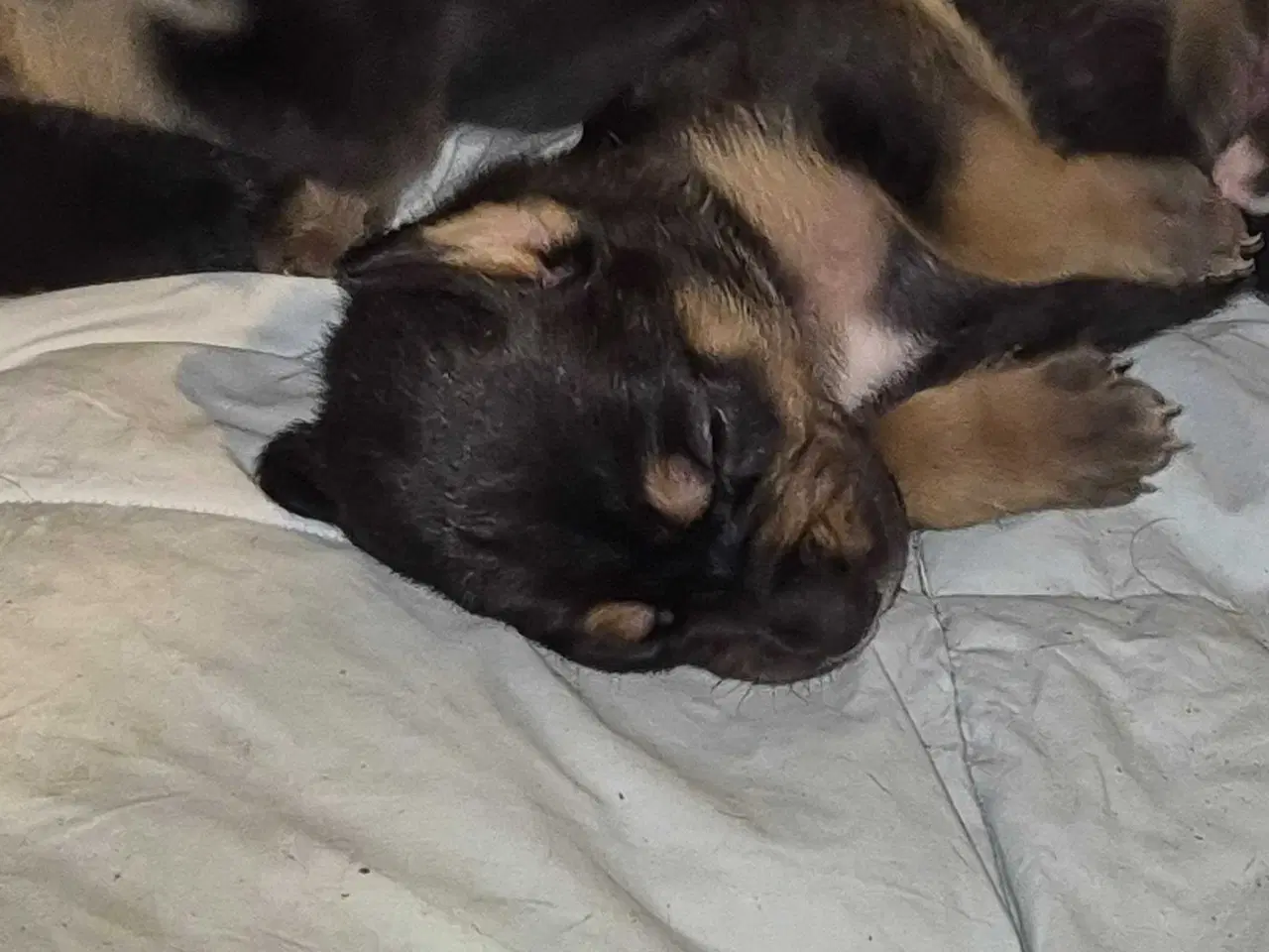 Billede 2 - Skønne Labrador blandingshvalpe