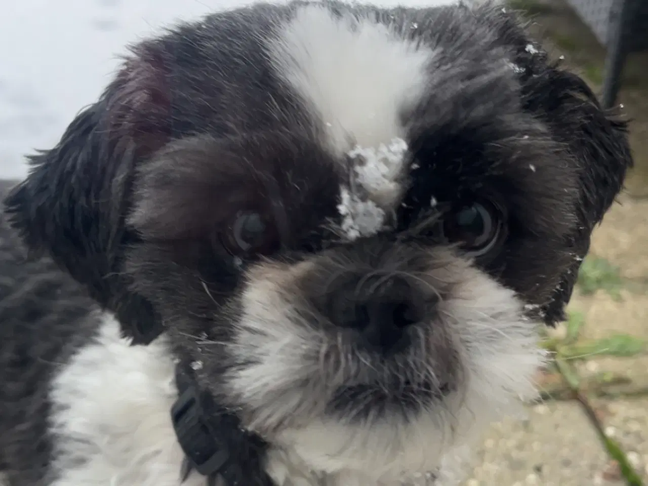 Billede 4 - Shih tzu