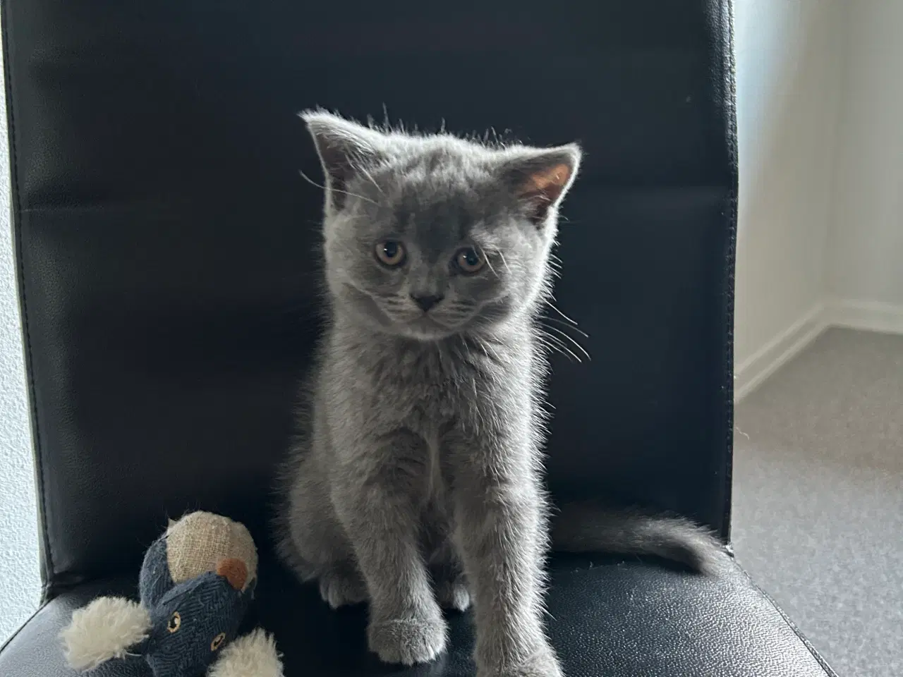 Billede 2 - British shorthair han killing sælges
