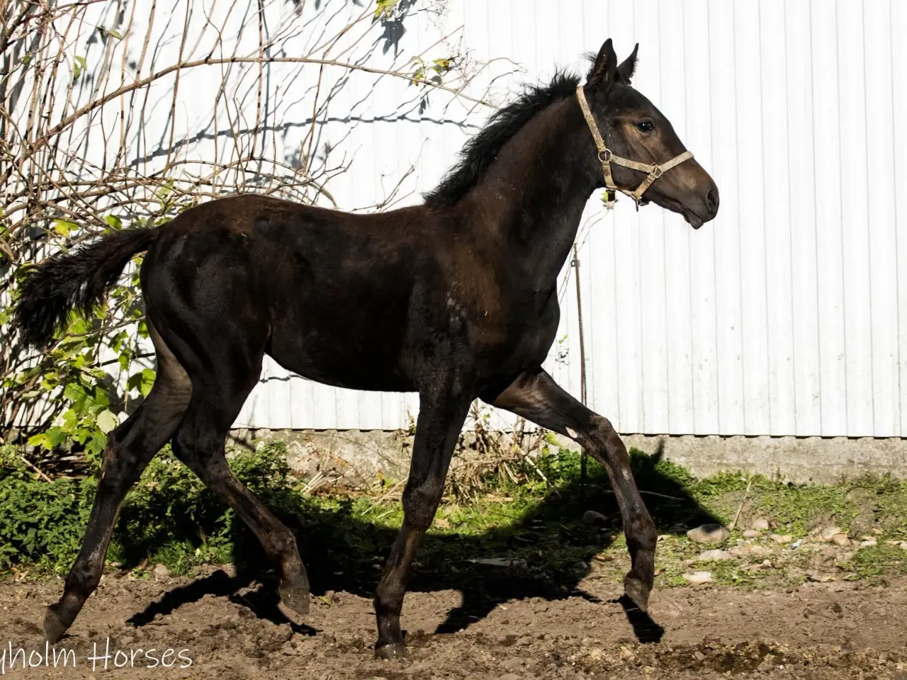 Billede 4 - herligt oldenborg hoppeføl