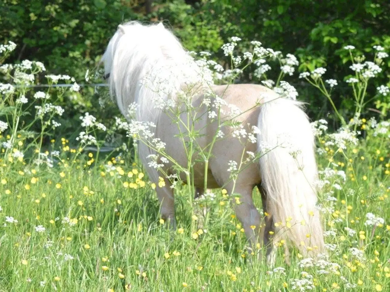 Billede 7 - Albert mini palomino 