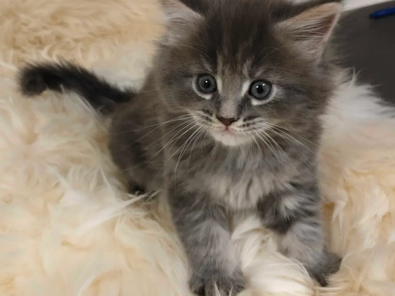 Billede 3 - Maine coon hun killing uden stamtavle