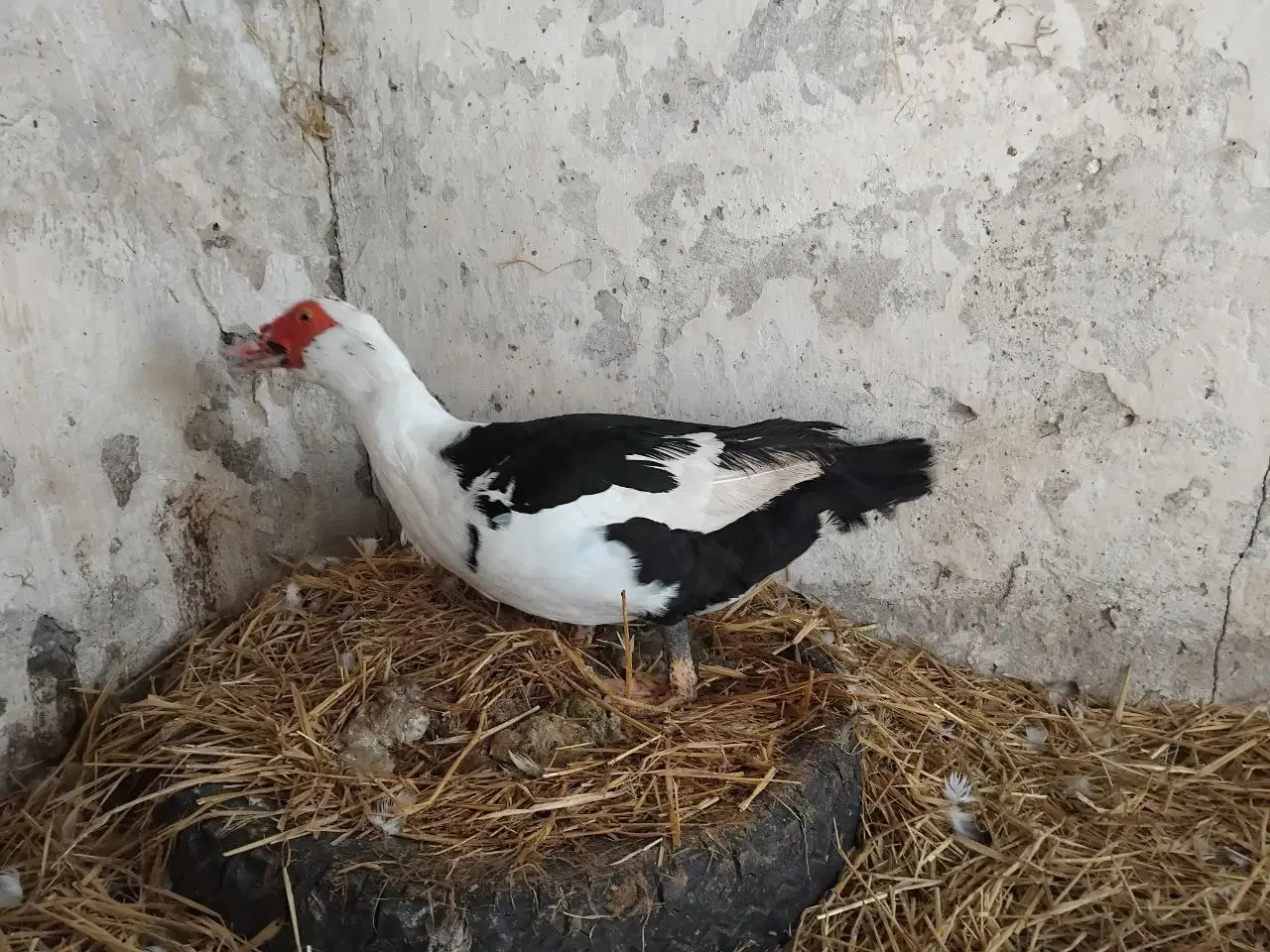 Billede 3 - Moskusænder sælges