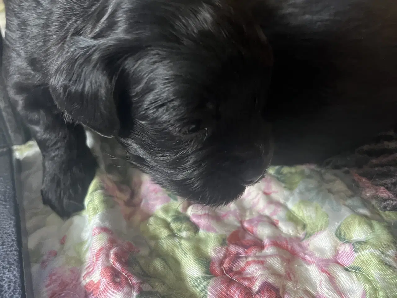 Billede 10 - Dejlige små bamser 💗