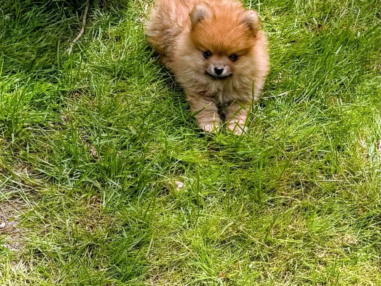 Billede 6 - Pomeranian hvalp