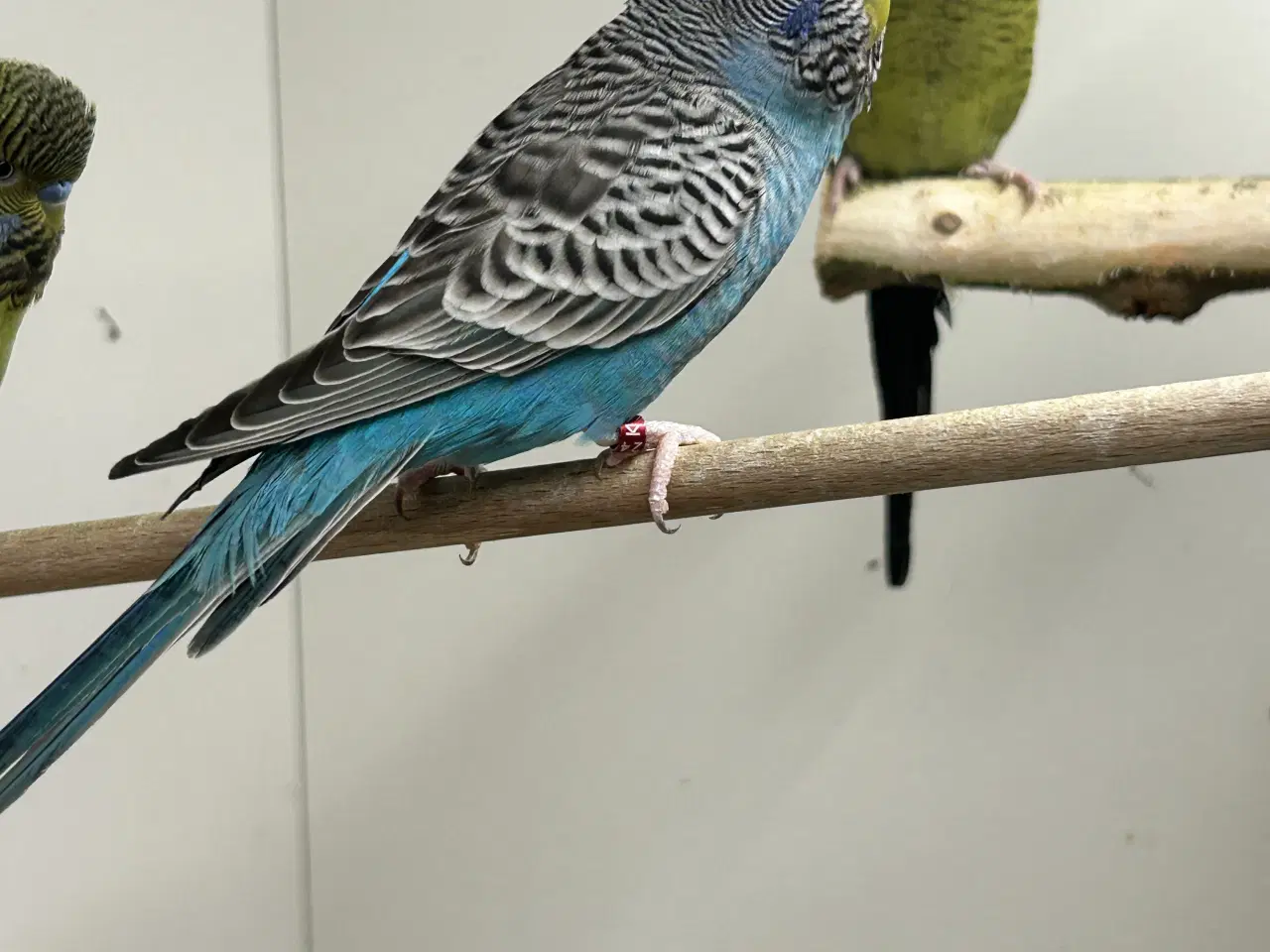 Billede 6 - Blackface undulater 