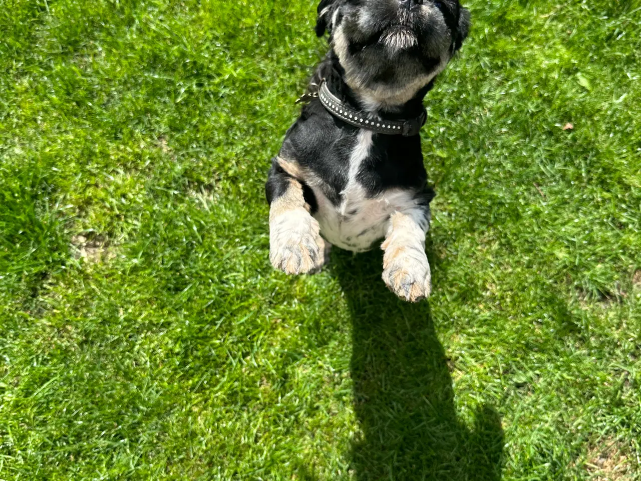 Billede 6 - lhasa apso/shih tzu