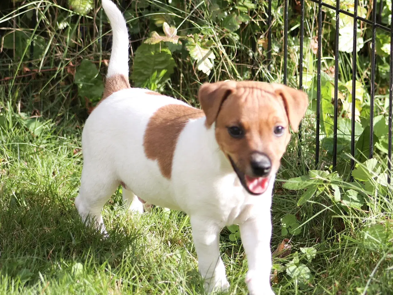 Billede 2 - Jack Russell hvalpe