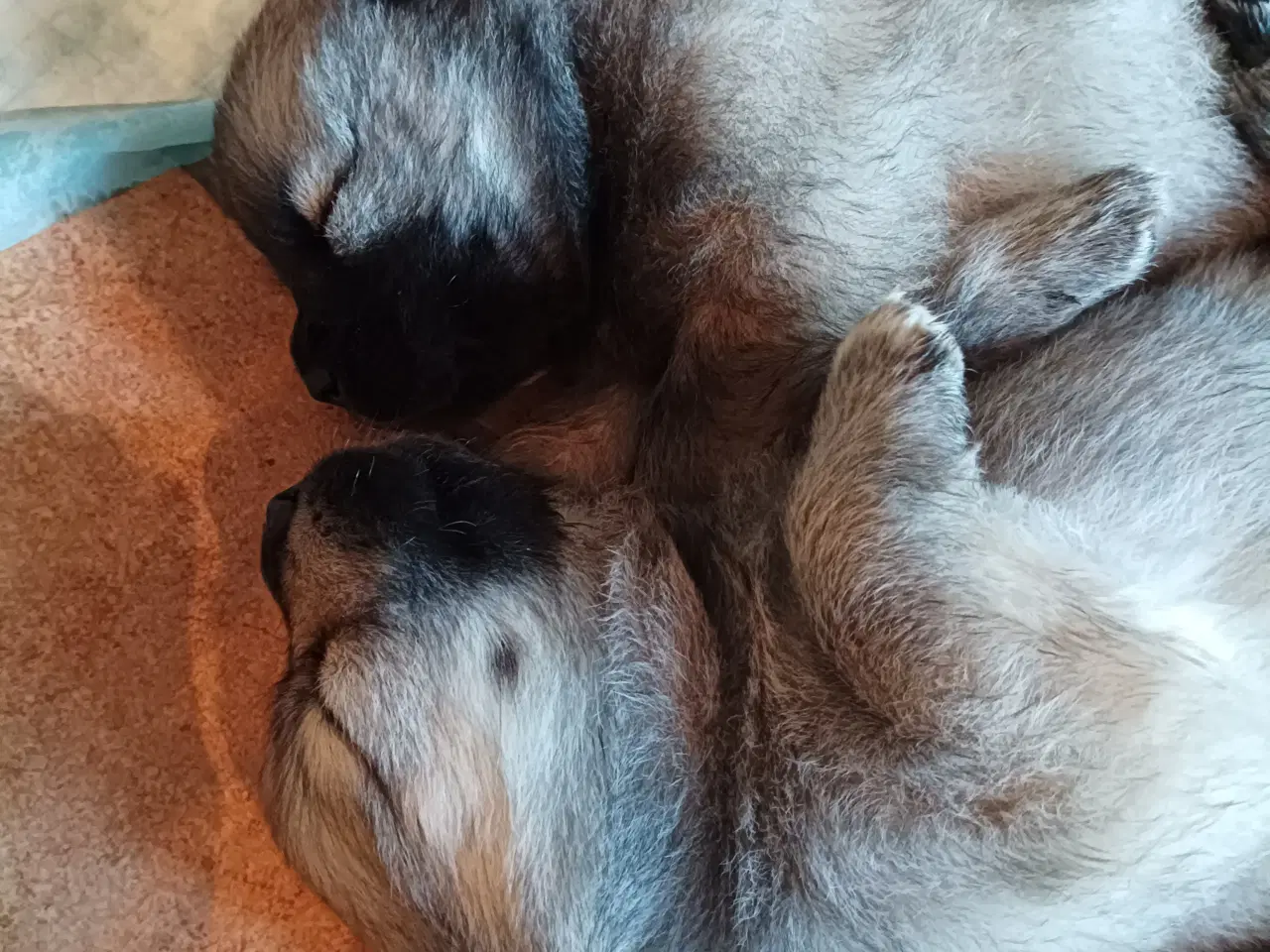 Billede 7 - Eurasier hvalpe 