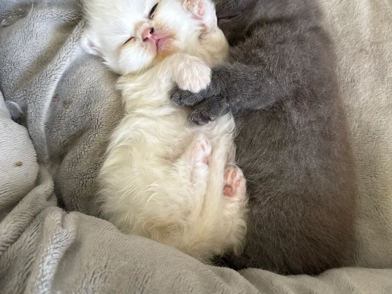 Billede 9 - Scottish fold & perser mix 