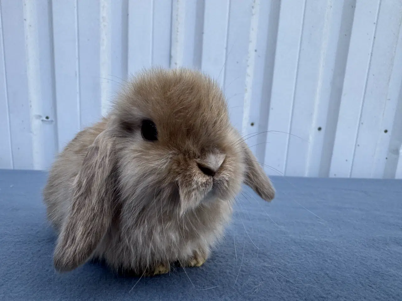 Billede 5 - Mini lop satin hankanin