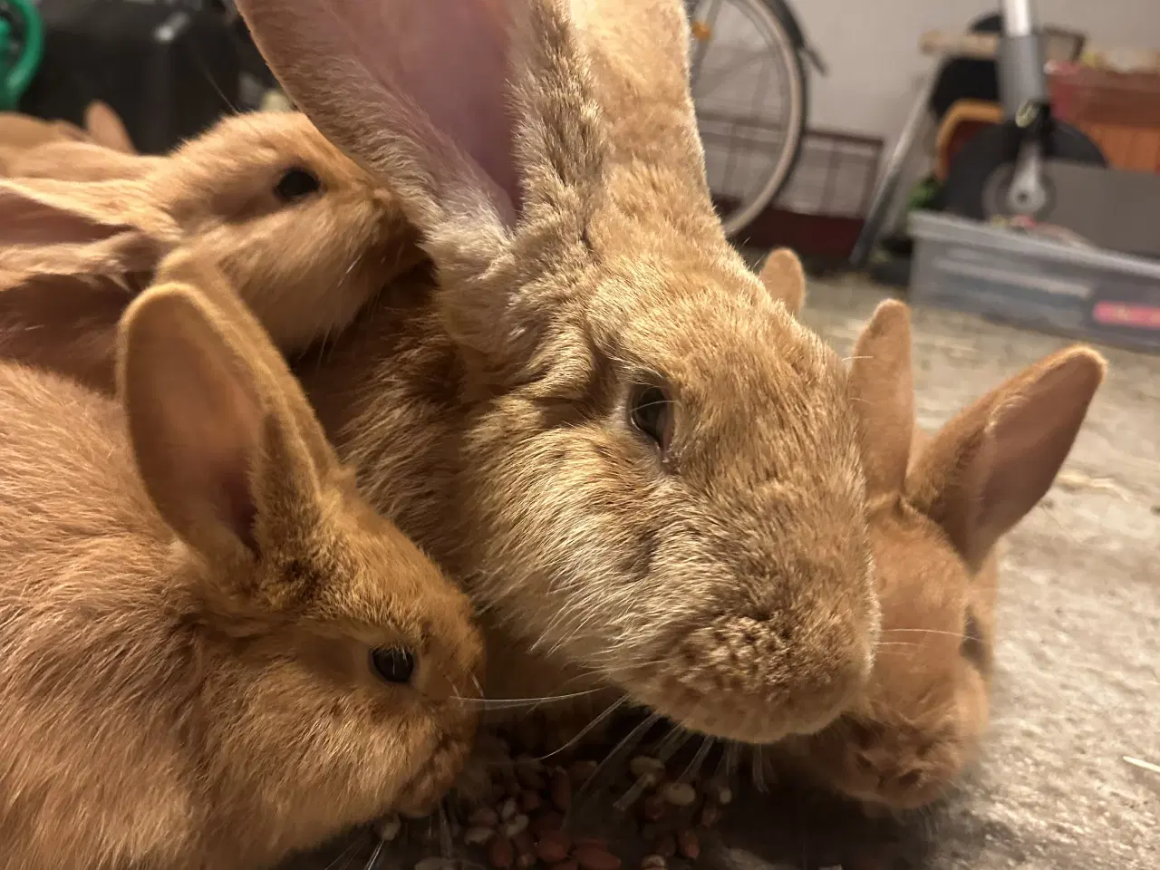 Billede 1 - Kaniner gratis 