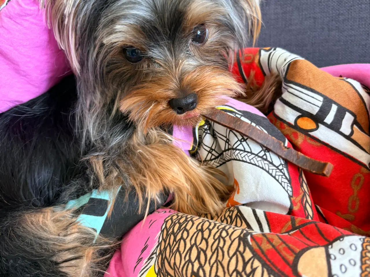 Billede 1 - Skøn og selskabelig Yorkshire Terrier på 11 mdr