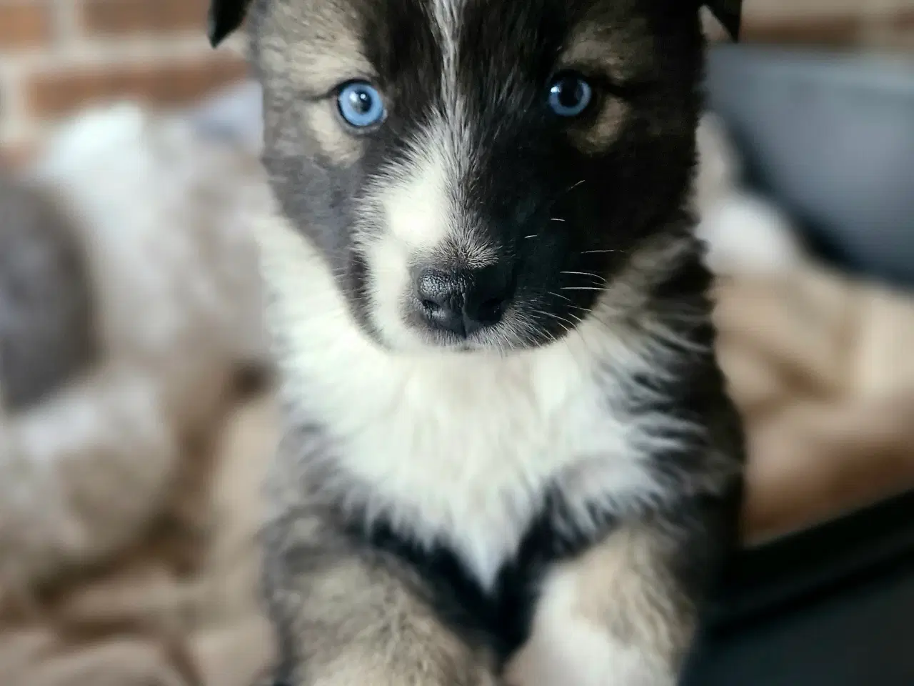 Billede 2 - Lækre guldklumper! Halv husky, samojede/malamute