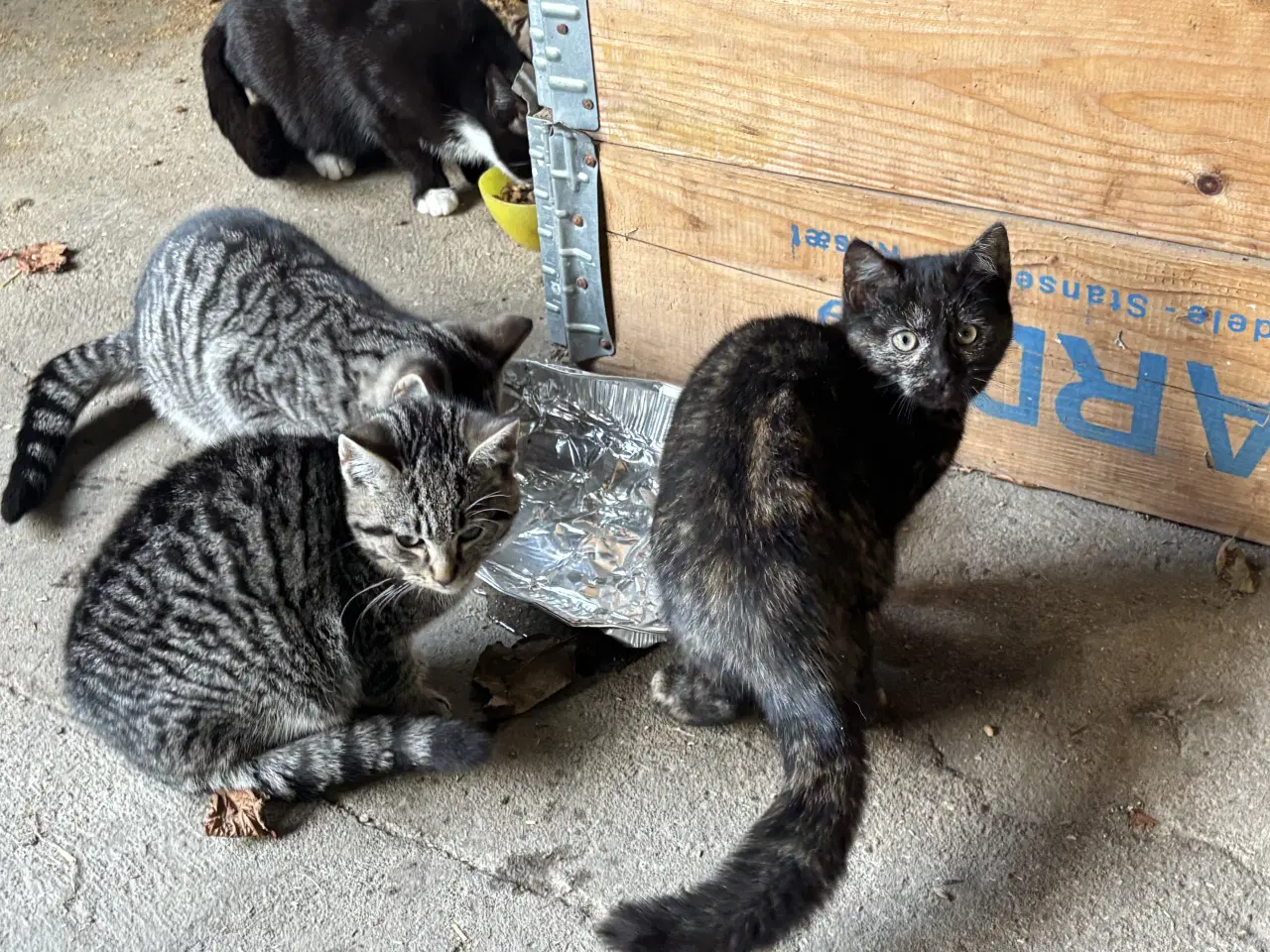 Billede 2 - Kattekillinger sælges