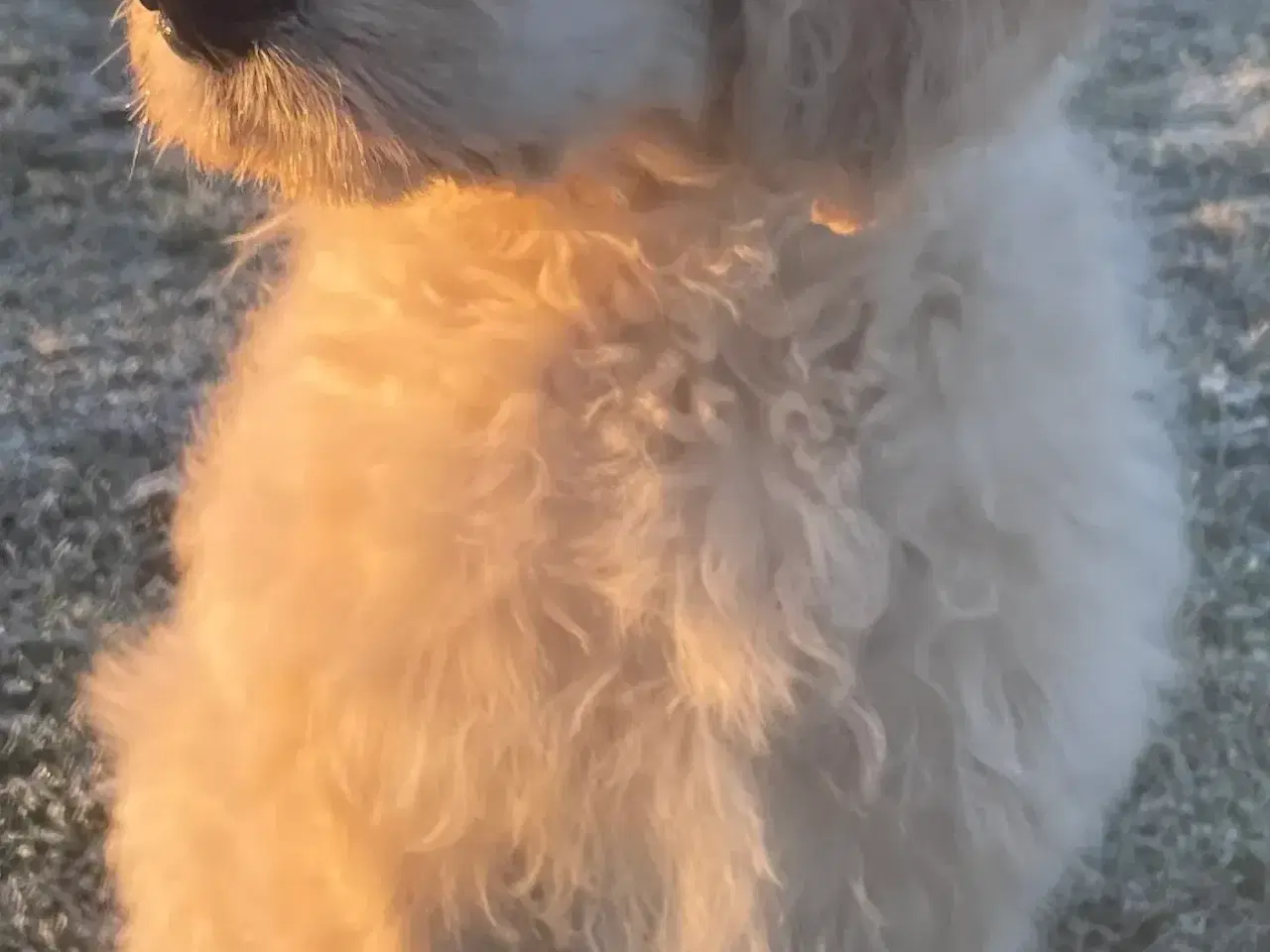 Billede 2 - Goldendoodle-HVALPE