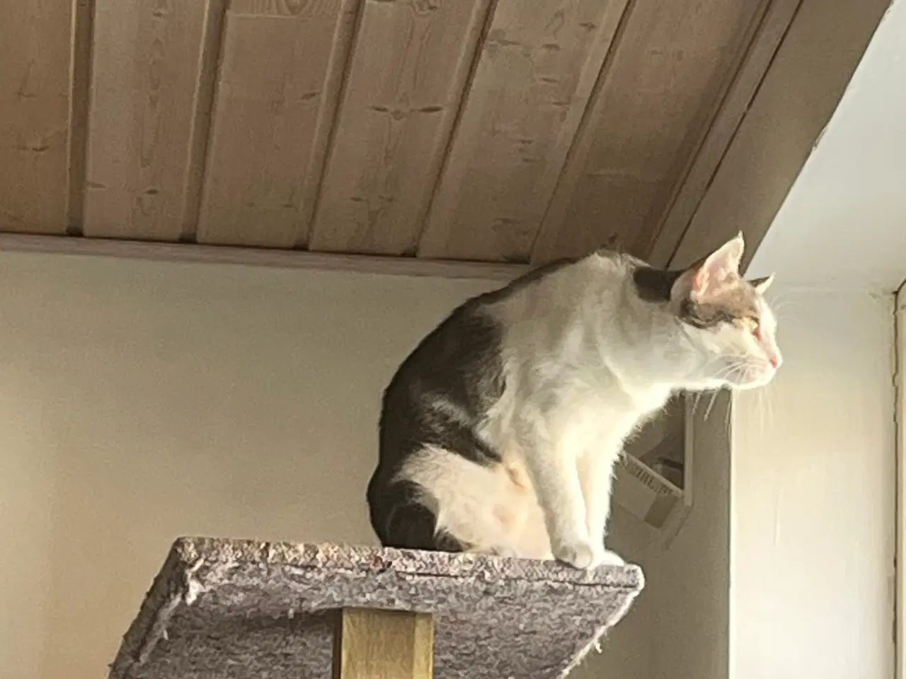 Billede 1 - Voksen kat