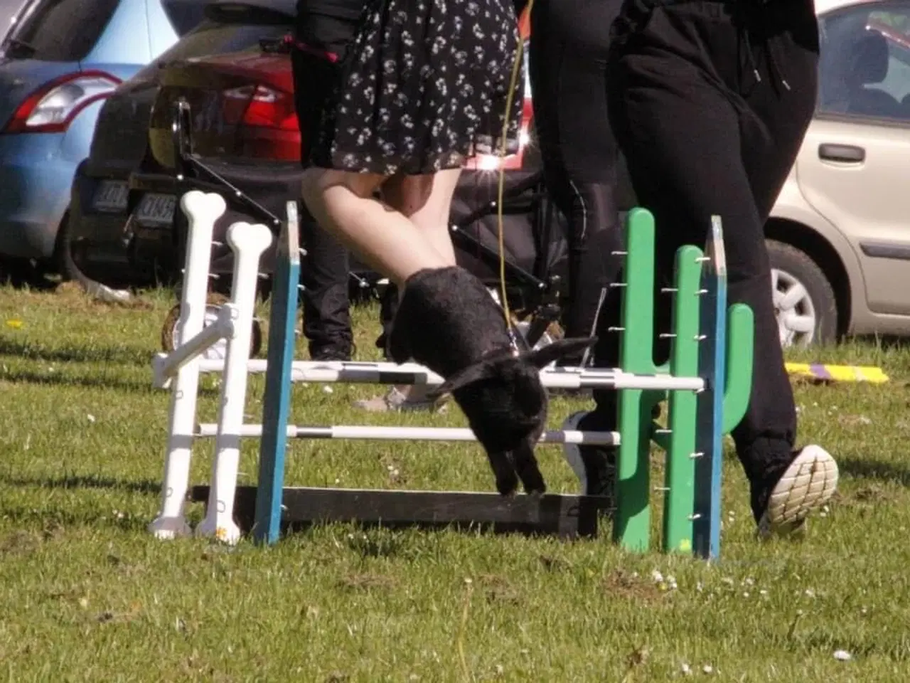 Billede 8 - Østrigsk Hopkanin / Kælekanin sælges