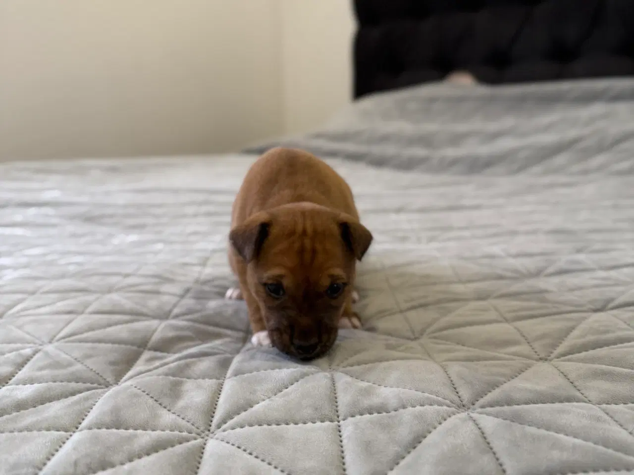 Billede 4 - Basenji hvalpe