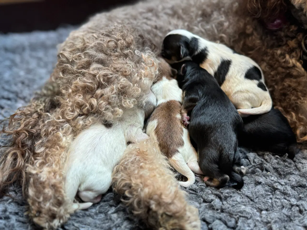 Billede 7 - Maltipoo fra undersøgte forældre.