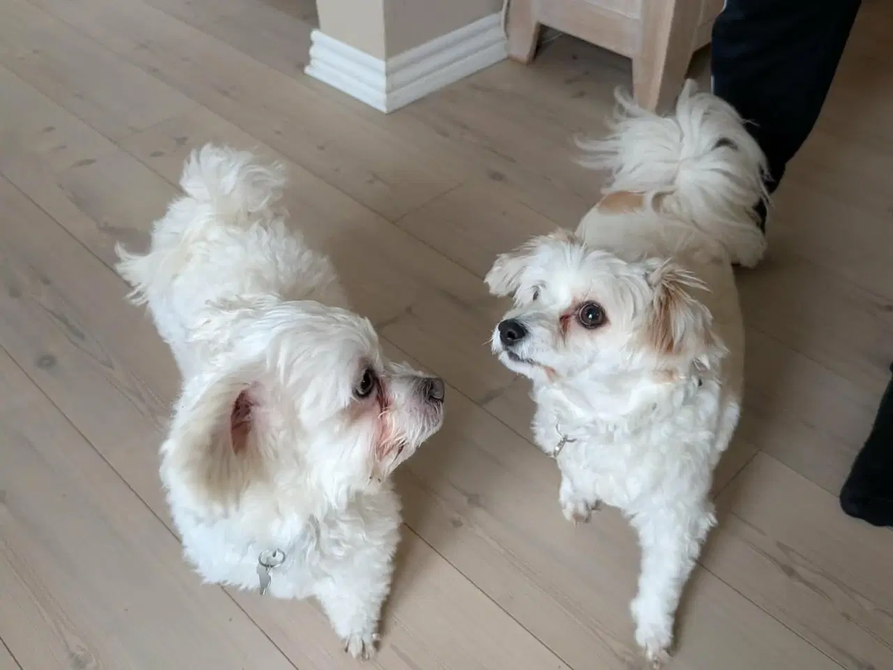 Billede 9 - Maltipoo med papillion 