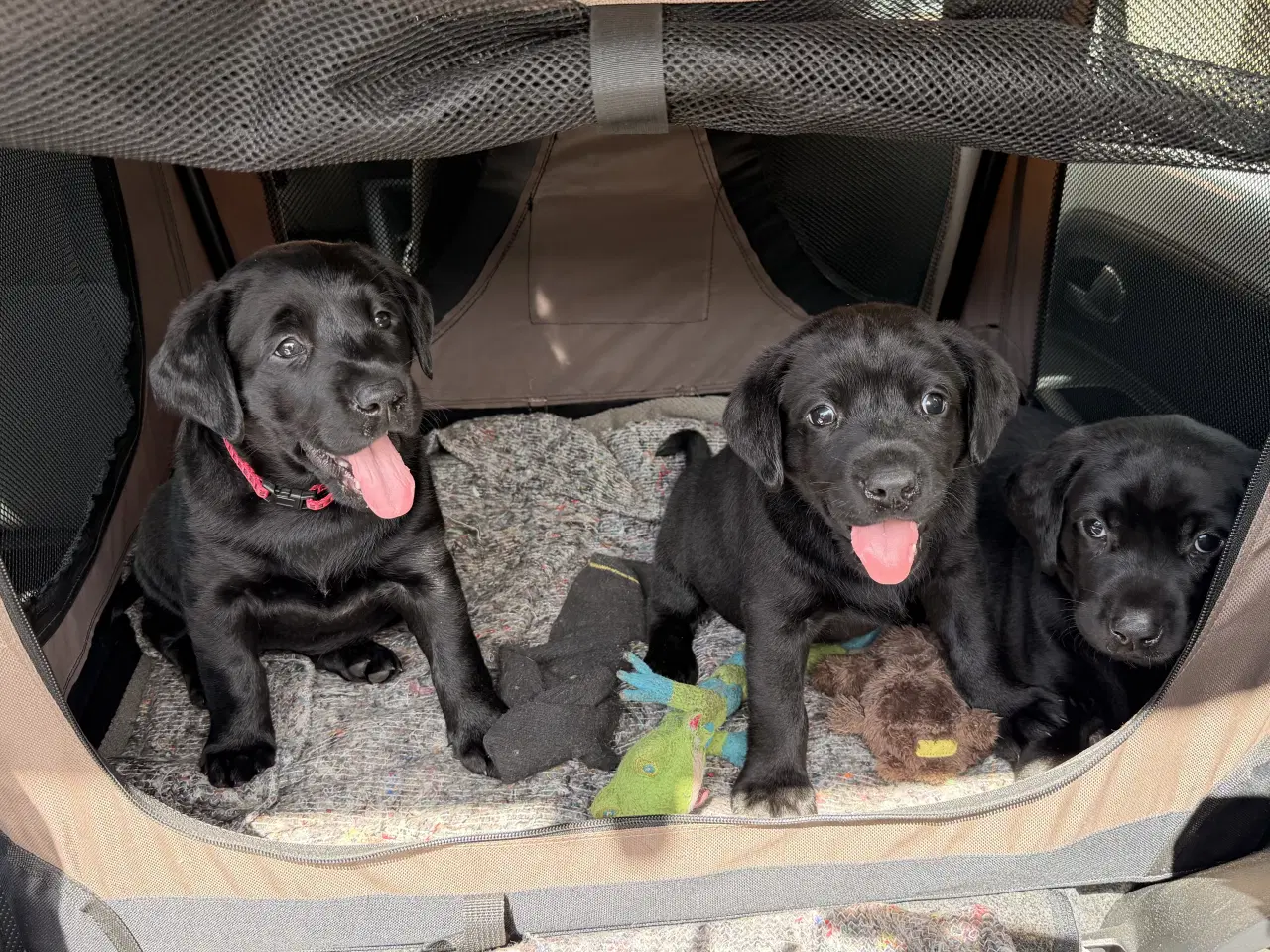 Billede 1 - Labrador hvalpe søger nye familier 🖤