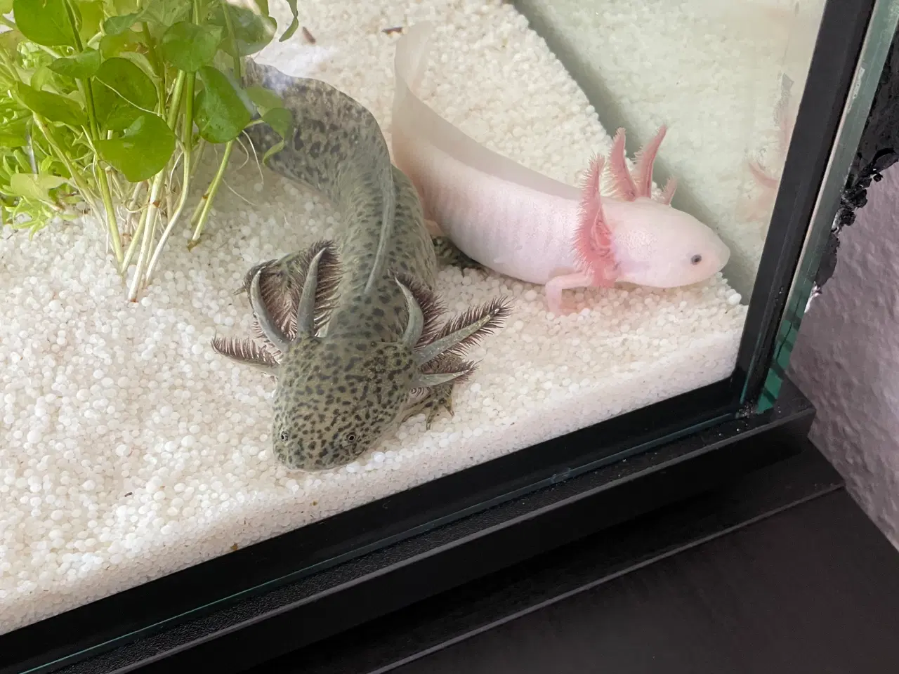 Billede 5 - Axolotl