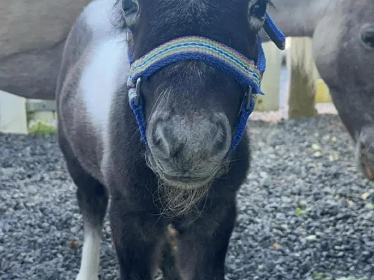 Billede 3 - Mini shetlands hoppeføl