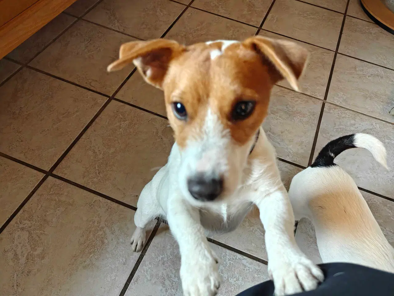 Billede 2 - Jack Russell Terrier Han