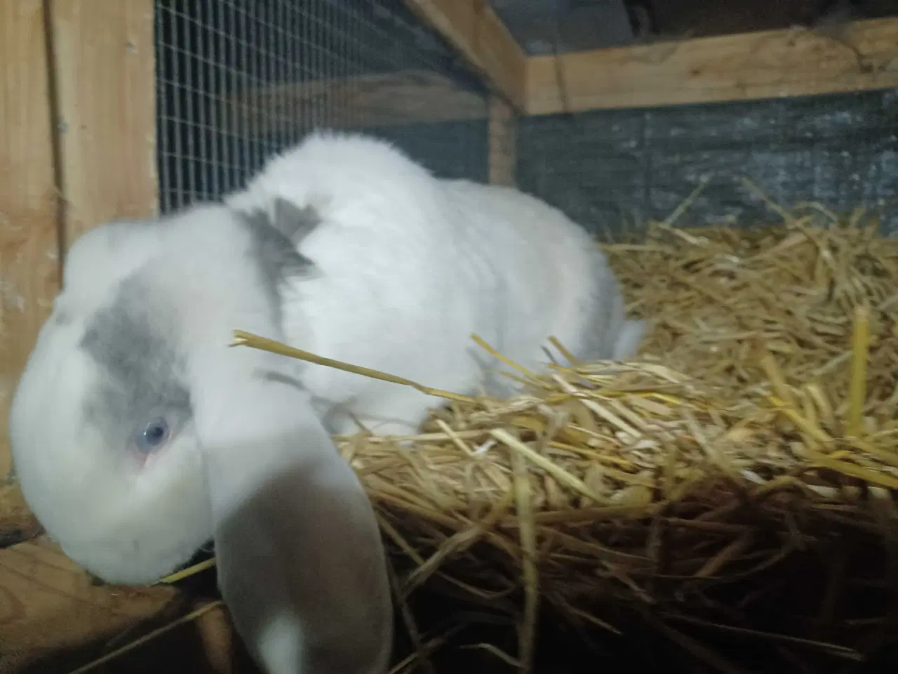 Billede 4 - Fransk vædder han 