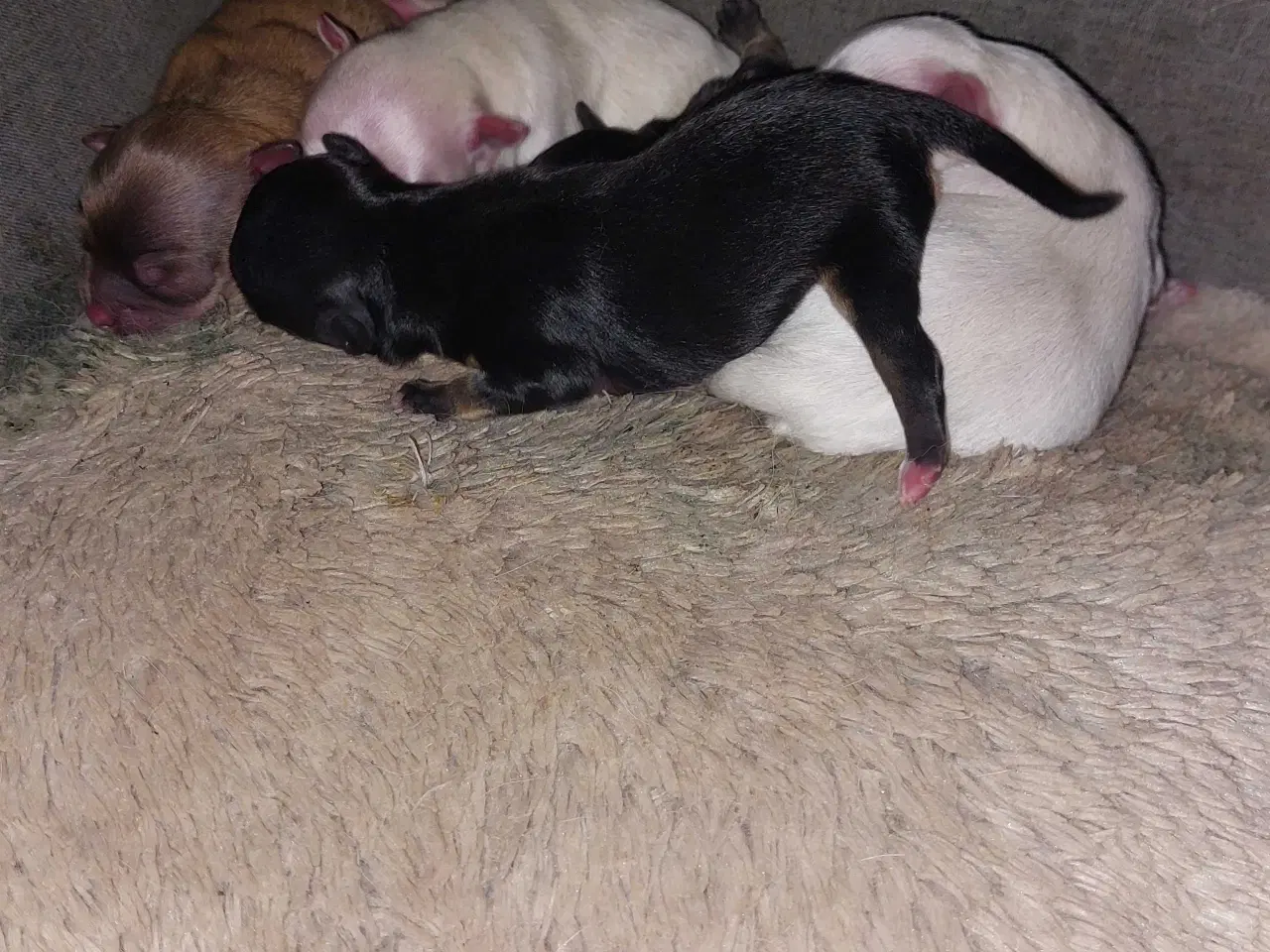 Billede 3 - Følg din hvalp til den er klar 