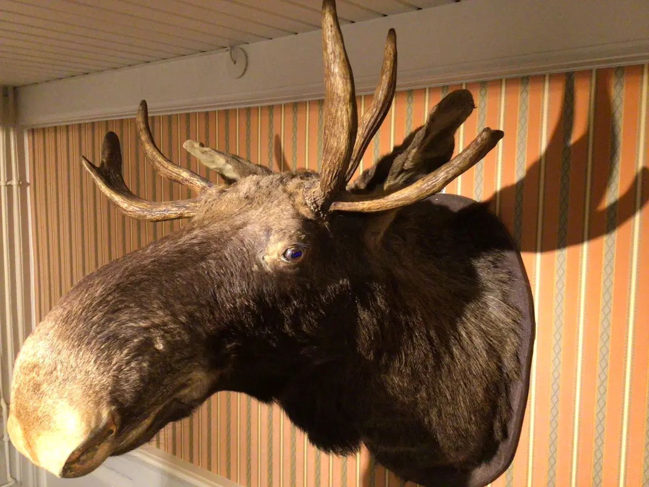 Billede 3 - ELG ulige 7takker 