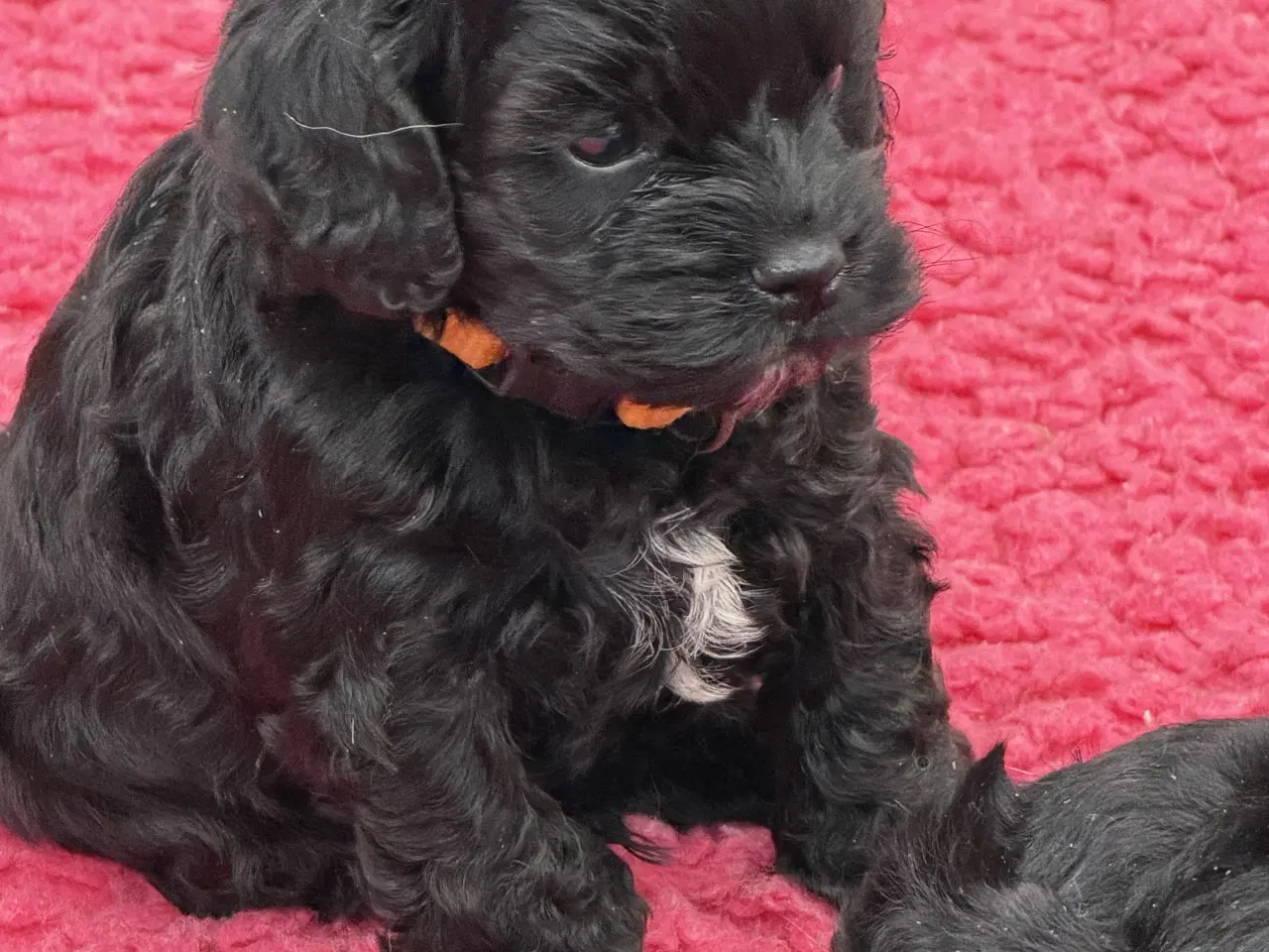 Billede 3 - 2 smukke Cockapoo 