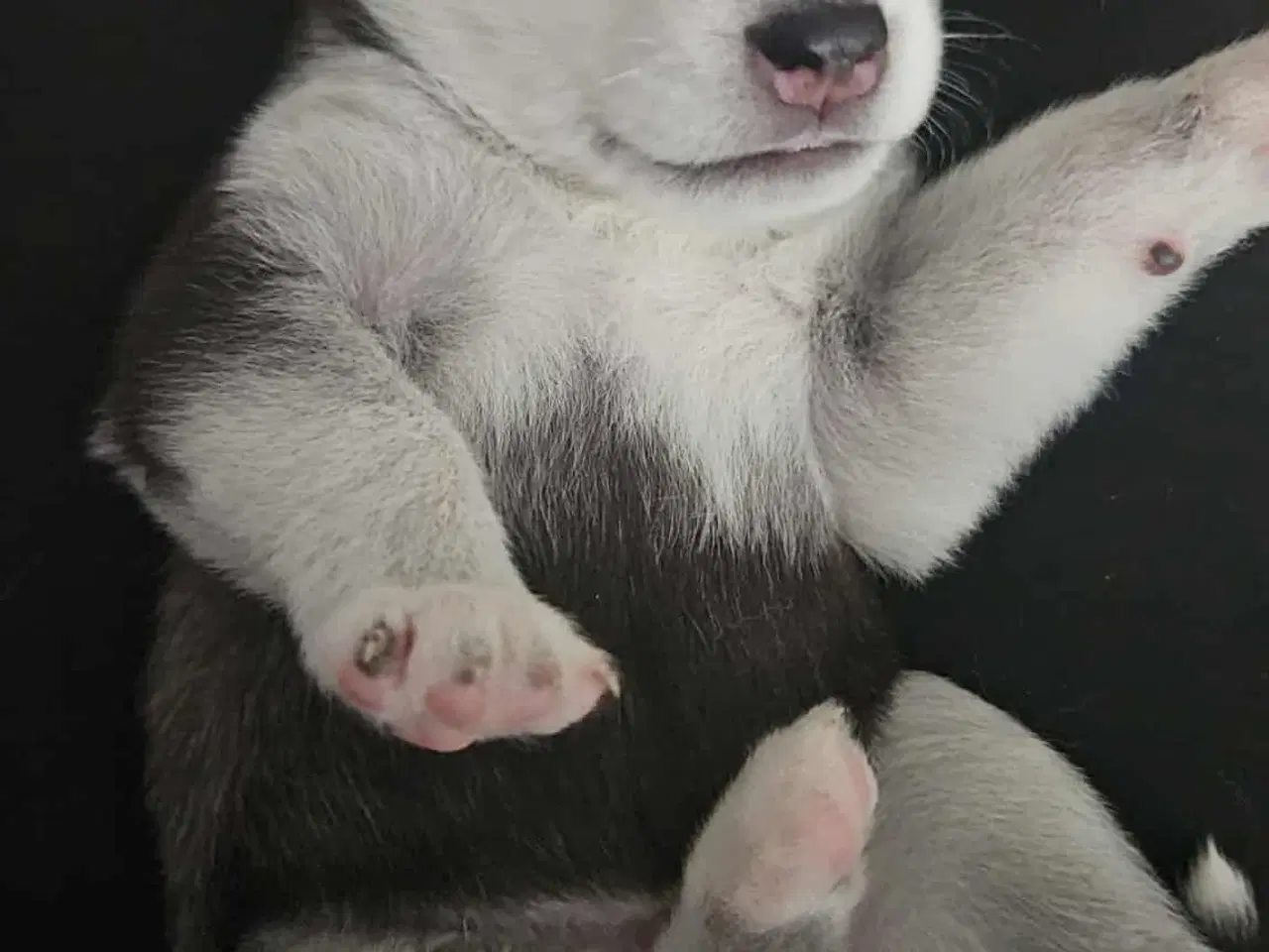 Billede 5 - Siberian Husky hvalper