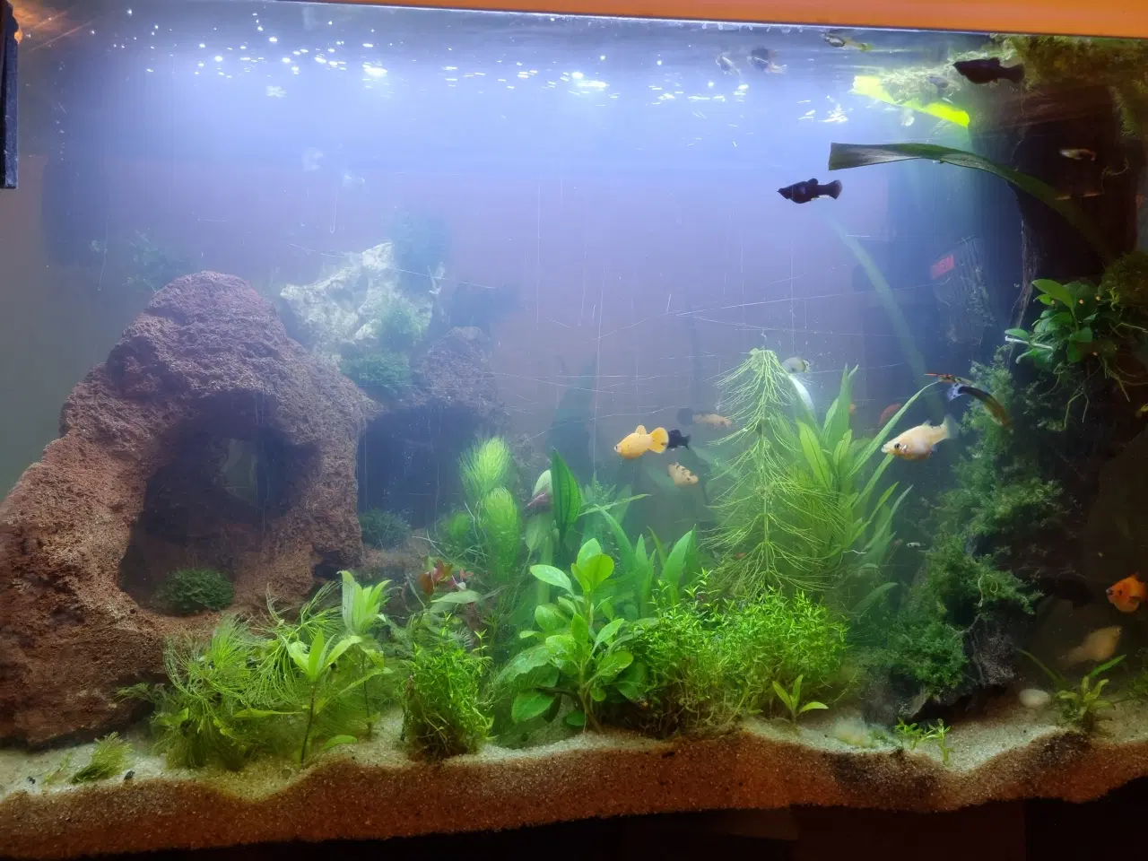 Billede 12 - Akvarium 100L SuperFish komplet setup 