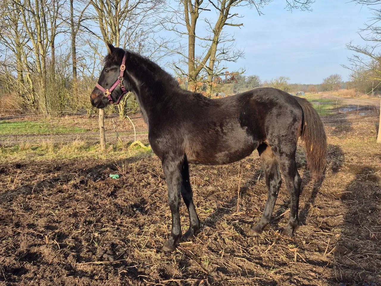 Billede 1 - Friser/spansk blandings hoppeplag