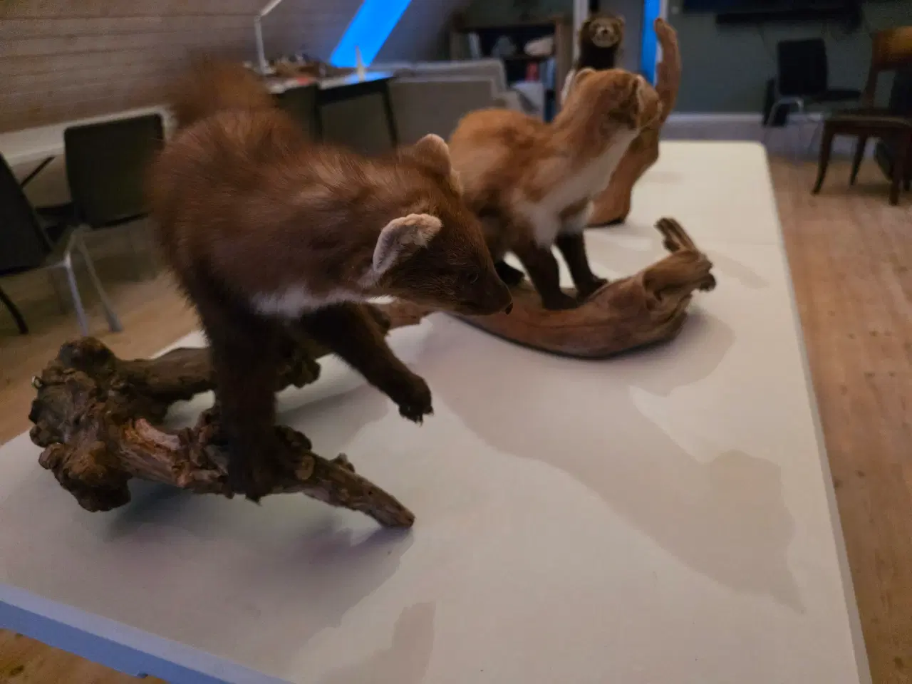 Billede 14 - Rovdyr og Egern, samlet eller hver for sig