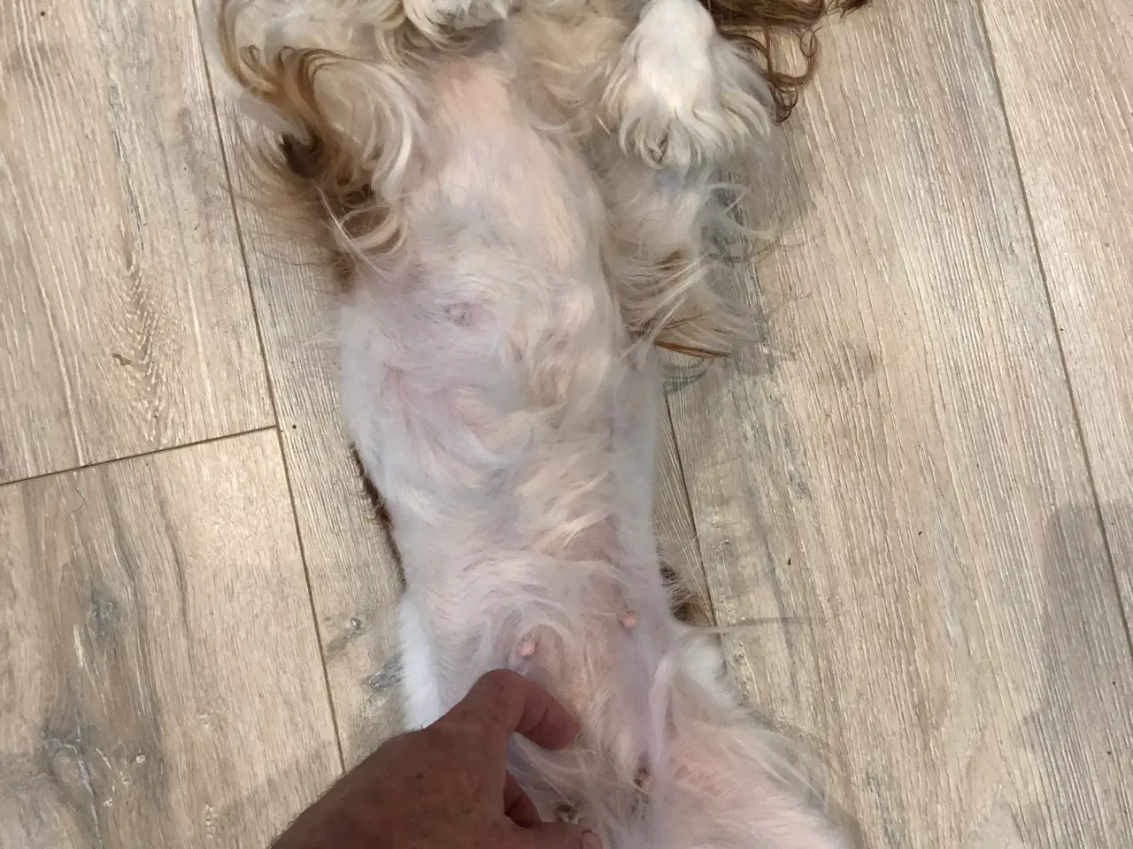Billede 2 - Cavalier King Charles spaniel