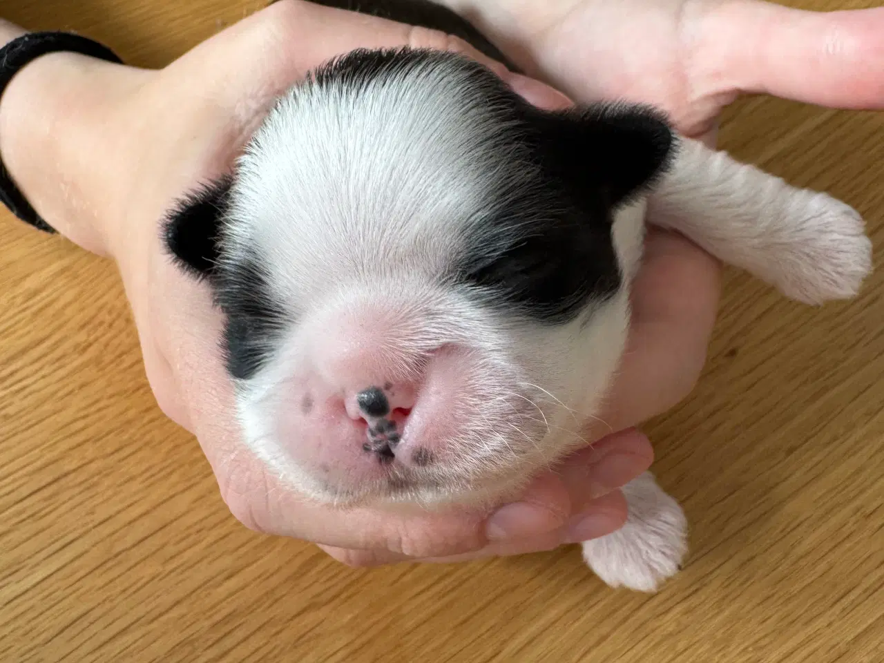 Billede 15 - Ægte Shih Tzu 30. september 2025