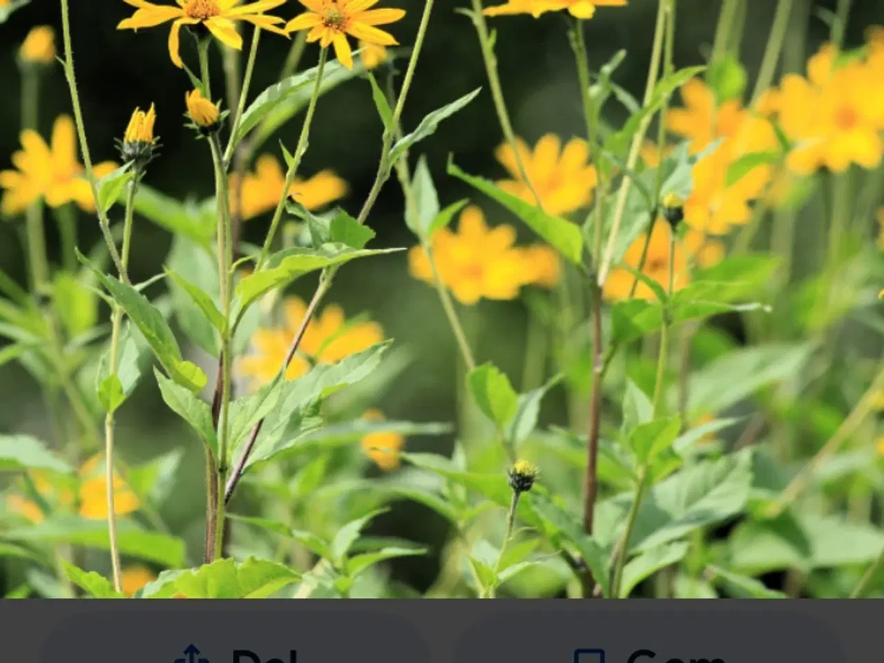 Billede 5 - Jordskokker sælges