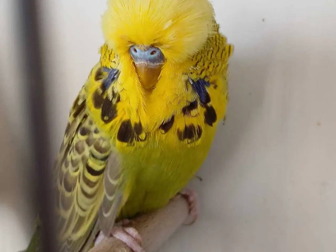 Billede 7 - 1 par Engelske undulater 