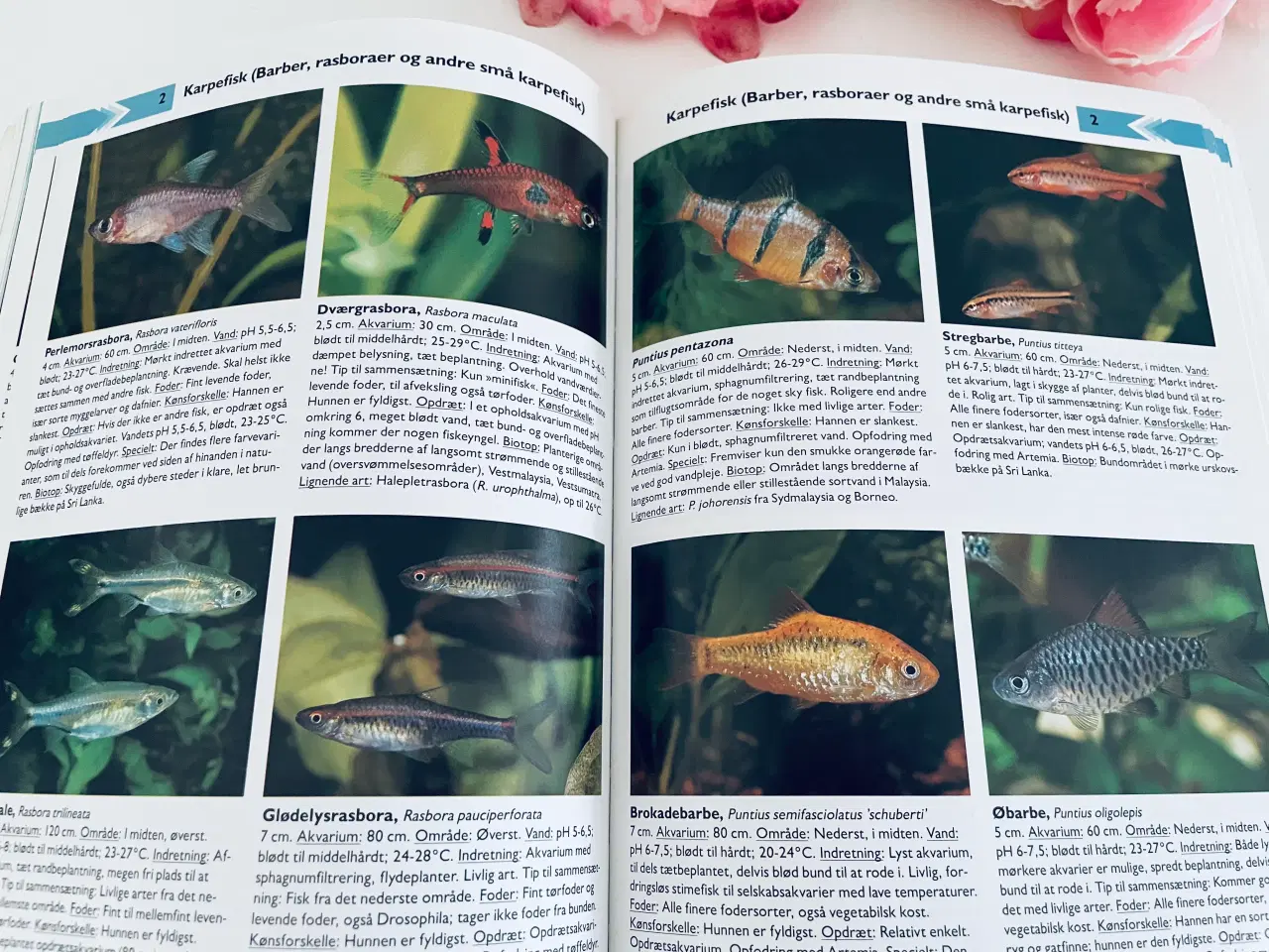 Billede 10 - Akvariefisk / akvarie håndbogen