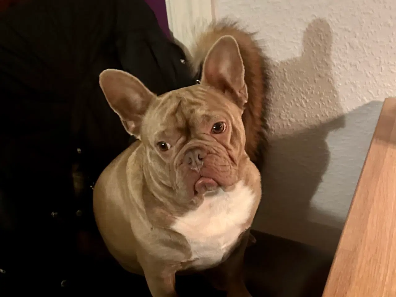 Billede 2 - Fransk Bulldog ( Speedy )