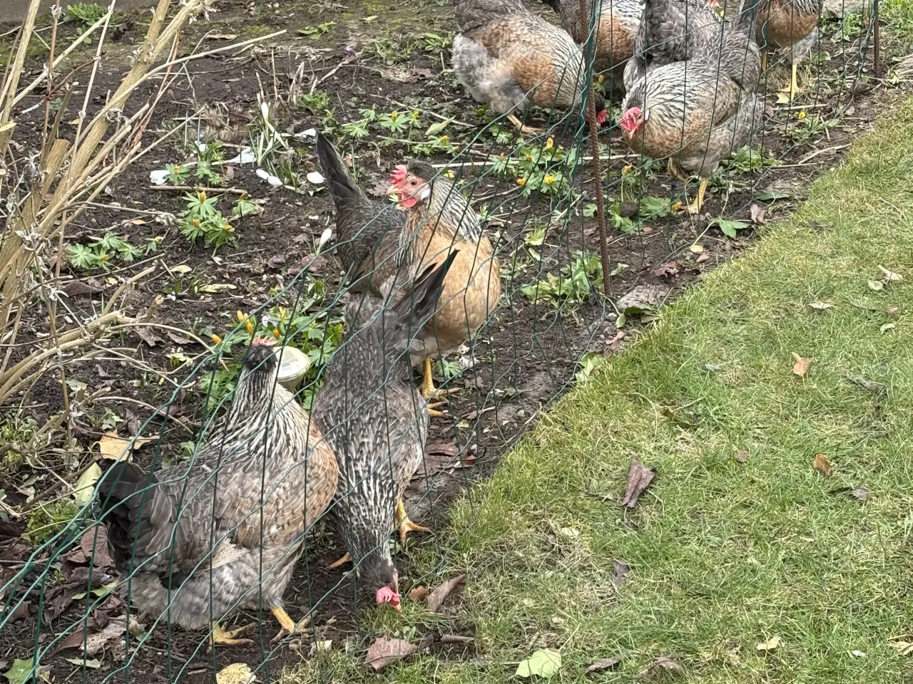 Billede 3 - Cream legbar Høns