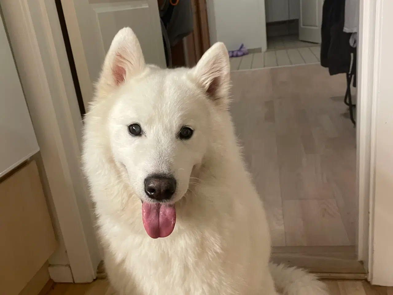 Billede 3 - Dejlig hund