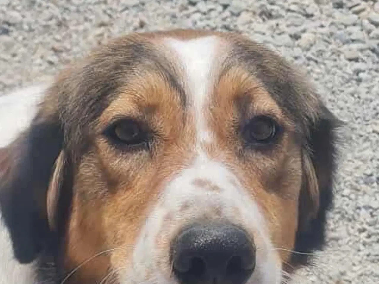 Billede 4 - 🐾 Karla søger sit forever home🐾
