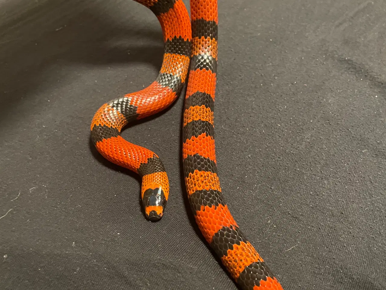 Billede 4 - Honduras mælkesnog + terrariet, lys og lille varme