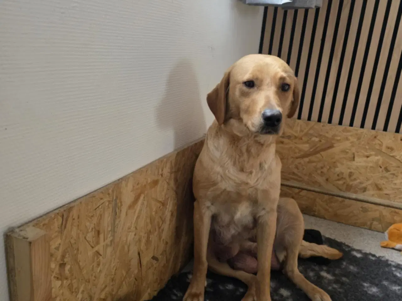 Billede 4 - Labrador Formel 1