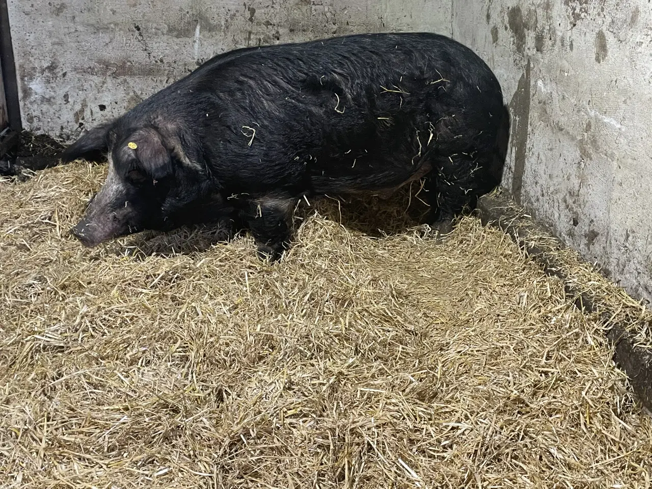 Billede 1 - Rigtig rar og meget stor orne