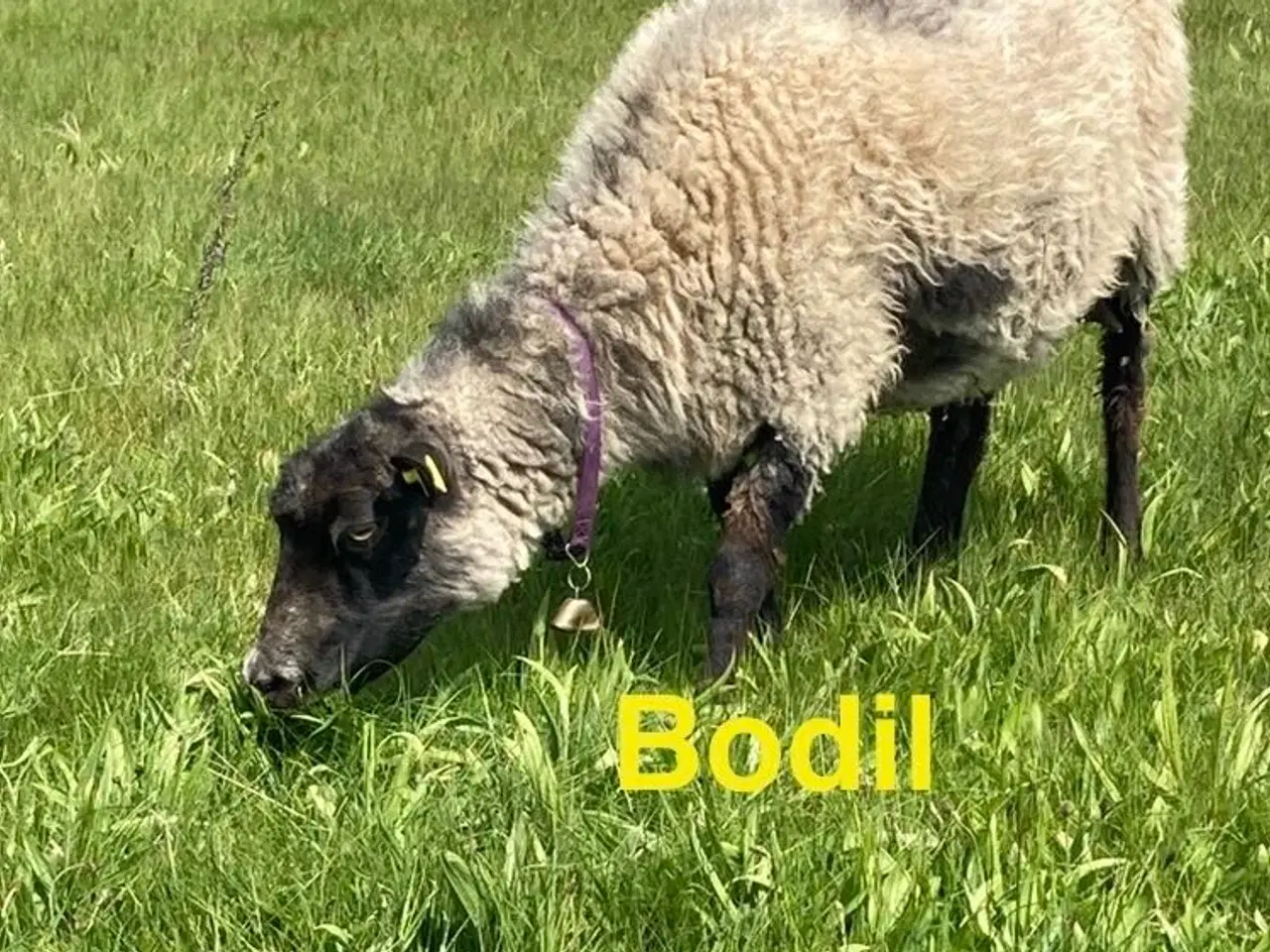 Billede 13 - spelsau Lam